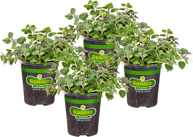 Bonnie Plants Greek Oregano Live Herb Plants - 4 Pack, Perennial in Zones 5 To 9, Major Ingredient in Greek, Italian, & Spanish Cuisine