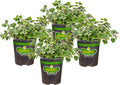 Bonnie Plants Greek Oregano Live Herb Plants - 4 Pack, Perennial in Zones 5 To 9, Major Ingredient in Greek, Italian, & Spanish Cuisine