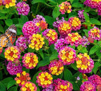 50 pcs Lantana Flower Seeds – Colorful Perennial Seeds | Drought-Tolerant, Long-Blooming | Attracts Butterflies & Hummingbirds