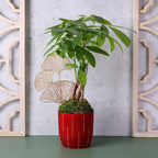 Just Add Ice JA5321 Money Tree in Red & Gold Pottery, Live Indoor Plant, Fully-Rooted, Healthy Leaves, Easy to Grow Gift, Good Luck Wishes, Home Décor Pachira, 5" Diameter, 16" Tall