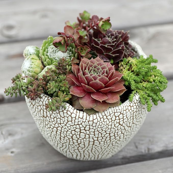 Mountain Crest Gardens Sempervivum Succulent Variety Pack - 12 Hardy Live Rosette Plants, No Repeats, Rooted in 2 Inch Pots - Succulents for Rock Gardens, Containers, DIY Displays
