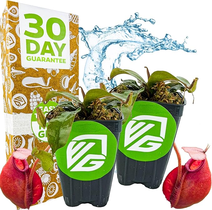 Lady Luck Carnivorous Pitcher Plant - Nepenthes ampullaria x Ventricosa by Wellspring Gardens - Starter Plant - Live Tropical Carnivorous Houseplant (2-Pack)