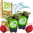 Lady Luck Carnivorous Pitcher Plant - Nepenthes ampullaria x Ventricosa by Wellspring Gardens - Starter Plant - Live Tropical Carnivorous Houseplant (2-Pack)