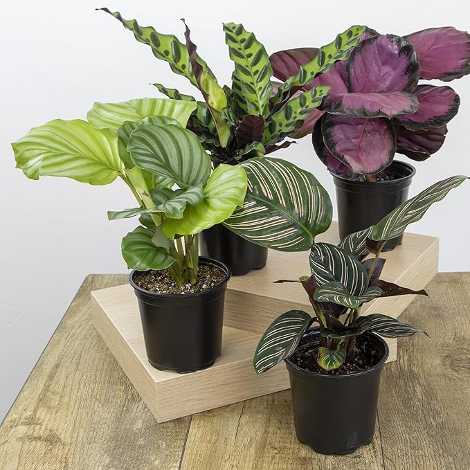 Pet Safe Live Prayer Plant Calathea Collection (3PK) in 4 Inch Pots, Pet Friendly Houseplants, Rattlesnake Plant, Orbifolia, Non-Toxic Houseplant Mix