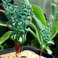 200PCS/BAG Green Succulents for DIY Bonsai and Potted Flowers - Vibrant Garden Delight