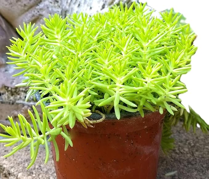 Angelina Sedum Ground Cover, 6 Inch Round, Pet Safe Organic Plant, Yellow-Green Foliage