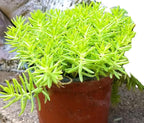 Angelina Sedum Ground Cover, 6 Inch Round, Pet Safe Organic Plant, Yellow-Green Foliage