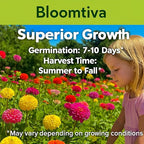 Dahlia Zinnia Seeds Bulk – 1100 Heirloom Zinnia Seeds for Planting Outdoors - Mixed Colors & Large Blooms for Gardens - High Germination (Zinnia elegans)