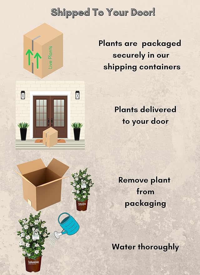 2 Gallon Southern Living Plant Collection Gardenia Diamond Spire Shrub