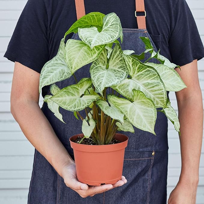 Syngonium White Butterfly Live Plant for Indoor | Different Houseplants in 4'' & 6'' Pot | Real House Plant for Living Room | Goosefoot | Nephthytis | Elephant Ear