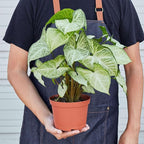 Syngonium White Butterfly Live Plant for Indoor | Different Houseplants in 4'' & 6'' Pot | Real House Plant for Living Room | Goosefoot | Nephthytis | Elephant Ear