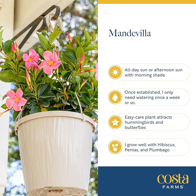 Costa Farms Mandevilla Live Plants | Pack of 4 | 1.5Pt. Houseplants, Flowering Blooms in Plant Pots | Outdoor Decor, Room Decor, Patio, Balcony | Pink Flowers
