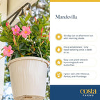 Costa Farms Premium Flowering Mandevilla Hanging Basket Live Outdoor Plant, 20-Inches Tall, Grower Choice Flowers, 1.5-GAL, 2-Pack