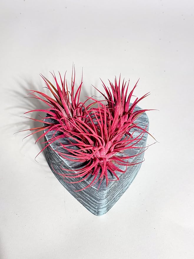 Air Plants - Tillandsia Ionantha - Organically Enhanced Color - Live Arrival Guaranteed - House Plants for Home Decor & Gift (3Pk Coral Glow + Turquoise Heart)