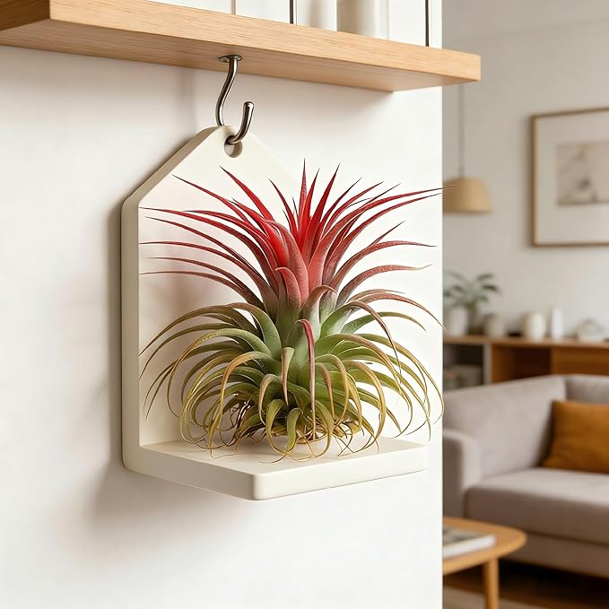 Live Tillandsia Air Plant Ionantha stricta Easy Care Air Plants Live, Houseplants for Indoor & Outdoor Home Garden Décor, Wall & Terrarium Display