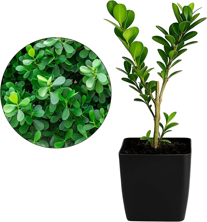 My Shelfie – Japanese Boxwood Bonsai Starter Tree (Buxus microphylla Japonica), 2-Inch Live Evergreen Shrub for Indoor or Outdoor Garden, Hedge, and Landscape Décor (3)
