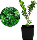 MyShelfie - Bonsai Starter Tree Plant Gift, Japanese Boxwood Topiary Evergreen Shrub Hedge, 2 in Pot