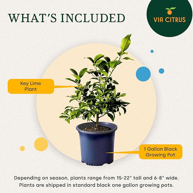 Key Lime Tree Live Plants 13" - 22" Tall – Indoor Outdoor Fruit Tree Plant Growing, Live Citrus Tree Mothers Day Gift for Mom Home Garden Patio and Decor Use, Cannot Ship CA AZ TX LA by Via Citrus