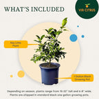 Key Lime Tree Live Plants 13" - 22" Tall – Indoor Outdoor Fruit Tree Plant Growing, Live Citrus Tree Mothers Day Gift for Mom Home Garden Patio and Decor Use, Cannot Ship CA AZ TX LA by Via Citrus