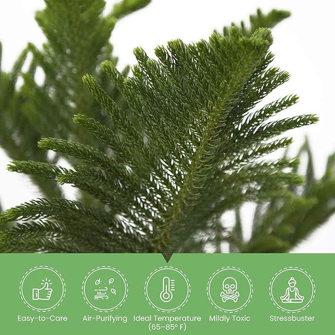 American Plant Exchange Norfolk Island Pine Tree, 10-Inch Pot, Soft Touch, Evergreen Houseplant, Live Indoor & Outdoor Plant, Holiday Tree for Festive Home Decor