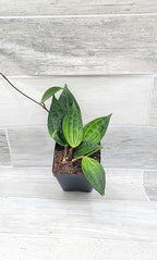 Hoya macrophylla Green Plant in 4 inch Pot Nursery Plant Pot Live Rare Exotic Tropical Indoor House Plants Easy to Grow Housewarming Gift Decoration Gift for Home or Office by 3exoticgreen