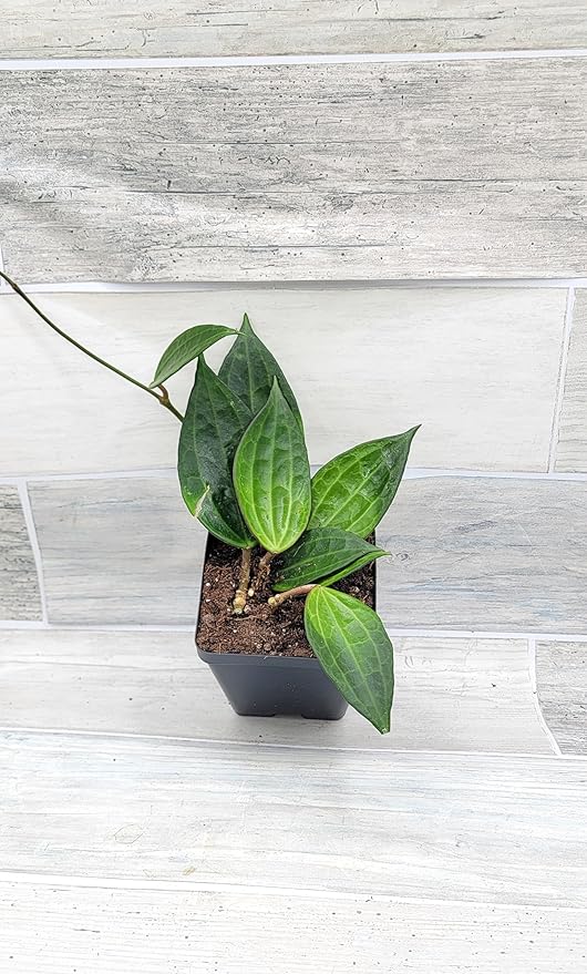 Hoya macrophylla Green Plant in 4 inch Pot Nursery Plant Pot Live Rare Exotic Tropical Indoor House Plants Easy to Grow Housewarming Gift Decoration Gift for Home or Office by 3exoticgreen