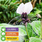 White Bat Live Flowering Plant (Tacca integrifolia) by Wellspring Gardens – Exotic Indoor or Outdoor Starter Plant with Stunning White Petals, Unique Bat-Like Blooms, and Long Whisker-Like Strands