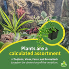Josh's Frogs 10 Gallon Tropical Vivarium Plant Kit