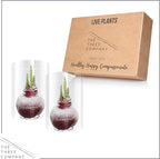 Snow Flecked Waxed Amaryllis Bulb 2-Pack – Red Wax with Red Blooms – Live Holiday Gift Plant, Easy Care, No Watering Needed