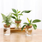 3Pcs Propagation Stations, Plant Terrarium with Lid and Wooden Stand,Desktop Glass Planter Hydroponics Vase,Home Office Living Room Decor Gifts