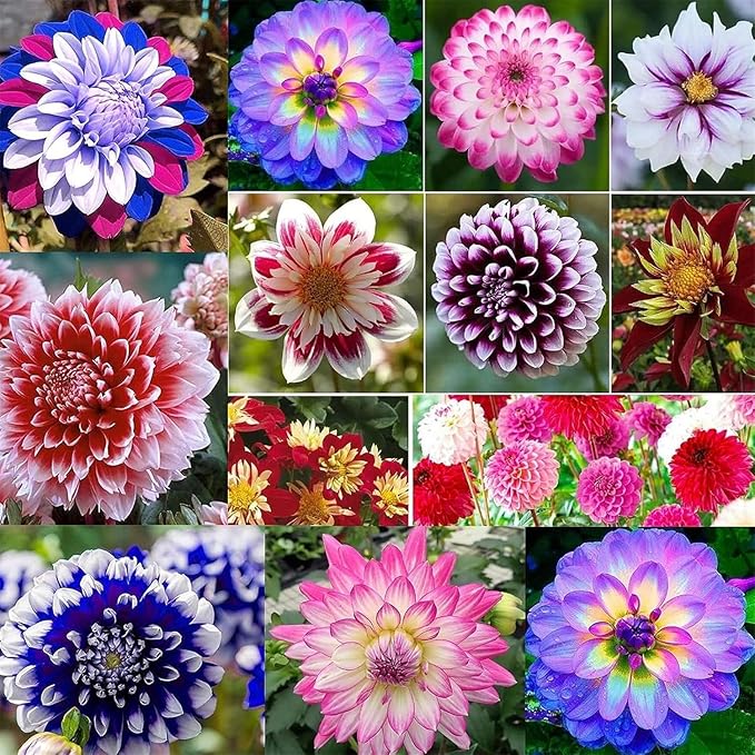 300+ Mix Dahlia Seeds for Planting - Rare Dahlia Pompon Flower Seeds -Dahlias Seed Variabilis Beautiful Annual for Outdoor Garden