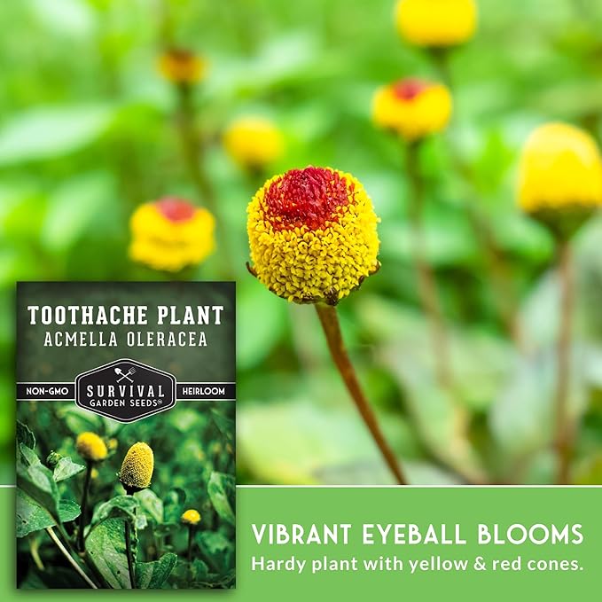 Toothache Plant Seeds for Planting - Acmella Oleracea Spilanthes Buzz Button Electric Daisy Medicinal Herb & Edible Flower - Heirloom Non-GMO Open Pollinated - Survival Garden Seeds (5 Pack)