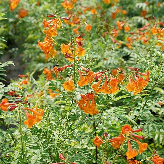CHICKLET® Orange Trumpet Bush - Tecoma fulva - Proven Winners - 4" Pot