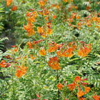CHICKLET® Orange Trumpet Bush - Tecoma fulva - Proven Winners - 4" Pot