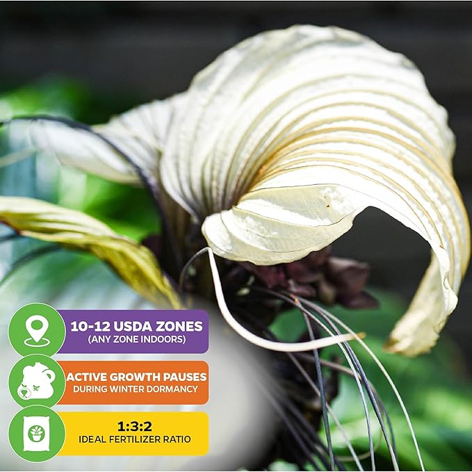 White Bat Live Flowering Plant (Tacca integrifolia) by Wellspring Gardens – Exotic Indoor or Outdoor Starter Plant with Stunning White Petals, Unique Bat-Like Blooms, and Long Whisker-Like Strands