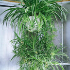 3 Reverse Variegated Spider Plant Cuttings – Fast-Growing Indoor Houseplants – Easy to Grow Hanging Basket Greenery for Home or Office Décor
