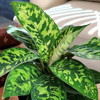 Variegated Camouflage Homalomena Plant (Approx. 14" Tall) in 6" Pot, Air Purifying Houseplant, Easy Care for Beginners, Rare Houseplants for Home or Office by Plants for Pets
