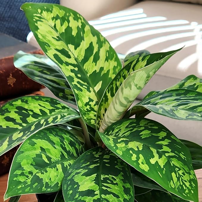 Variegated Camouflage Homalomena Plant (Approx. 14" Tall) in 6" Pot, Air Purifying Houseplant, Easy Care for Beginners, Rare Houseplants for Home or Office by Plants for Pets