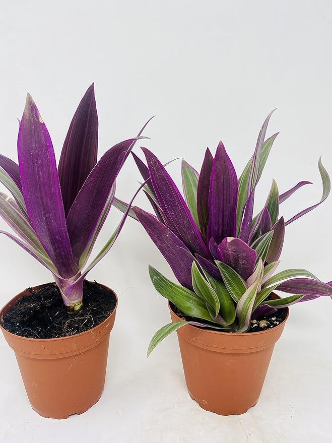 Nanouk Moses in The Cradle Plant -2 Plants -Rhoeo spathacea Tricolor 4inch Pot