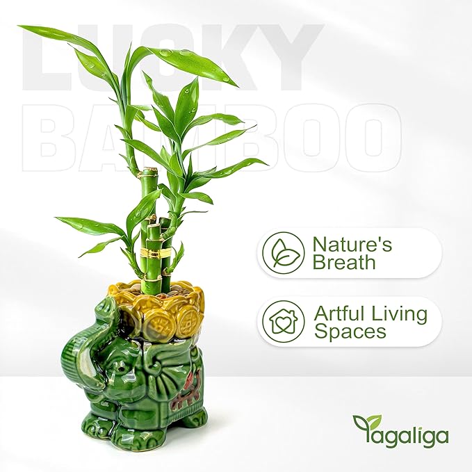 Lucky Bamboo 3-Stalk Set with Pebbles in Elephant Coin Plate Pot – 6'' 6'' 8'' Live Plant for Positive Energy