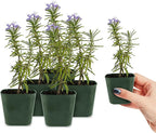 My Shelfie - Rosemary Plant Starter, Aromatic Rosemary Plants Live in 2-Inch Pot, Live Plants 2-3 Inch Tall, Blue-Purple Rosemary Herb Plants, Bee-Friendly, 5 Pieces, Green