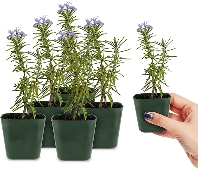 My Shelfie - Rosemary Plant Starter, Aromatic Rosemary Plants Live in 2-Inch Pot, Live Plants 2-3 Inch Tall, Blue-Purple Rosemary Herb Plants, Bee-Friendly, 5 Pieces, Green