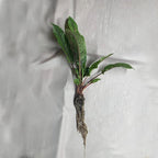 Bloody Dock, a Great Live Pond Plant for Your Water Garden. Filters koi and Goldfish Ponds. Good for Bogs, Plant Shelf or Shallow Water This marginal Aquatic is a Real Beauty