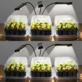SOLIGT 144 Cell Self Watering Seed Starter Trays with 2 Grow Lights, 6 Seed Starter Kit with Humidity Domes, Full Spectrum Seedling Light with 8/12/18H Timer for Seed Starting, Seedling Growing