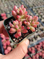 Live Succulent Cactus Plants (2" Pot Sedum Rubrotinctum Aurora)
