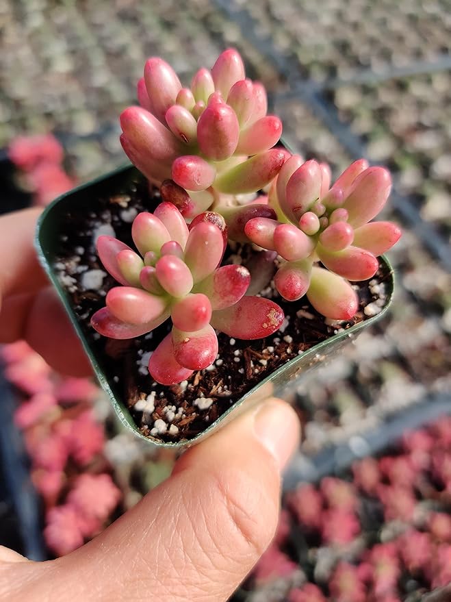 Live Succulent Cactus Plants (2" Pot Sedum Rubrotinctum Aurora)