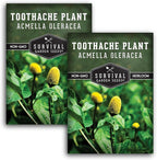 Toothache Plant Seeds for Planting - Acmella Oleracea Spilanthes Buzz Button Electric Daisy Medicinal Herb & Edible Flower - Heirloom Non-GMO Open Pollinated - Survival Garden Seeds (2 Pack)