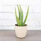 Thorsen's Greenhouse Aloe Vera, Live Indoor Plant, Aloe barbadensis, Easy to Grow, Succulent, Natural Air Purifier, 4" Diameter Pot (Natural)
