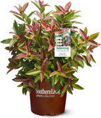 Southern Living 2 Gal. Copper Top Viburnum Shrub