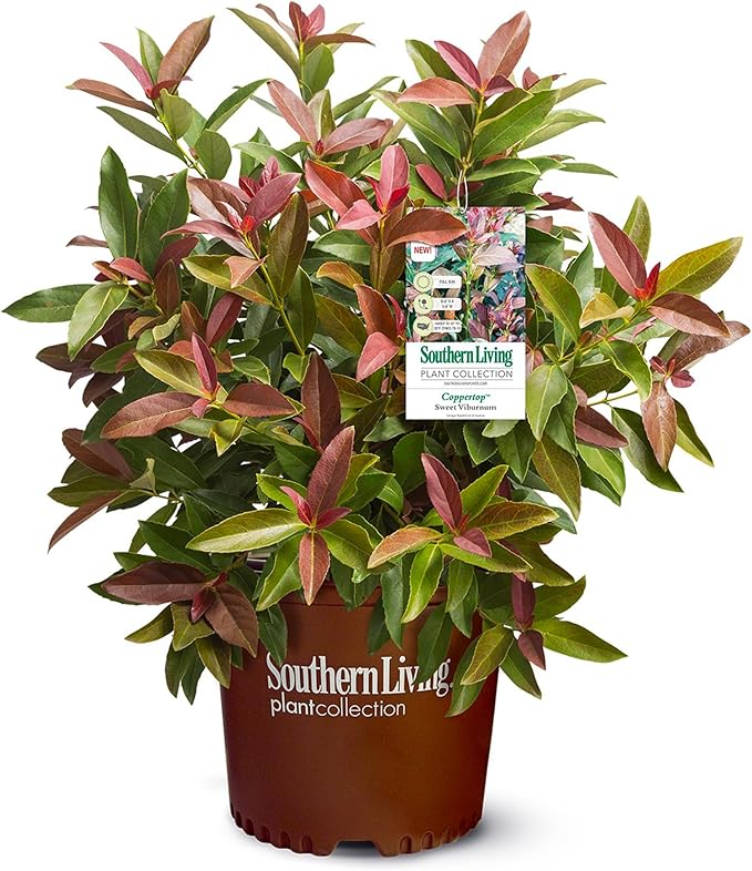 Southern Living 2 Gal. Copper Top Viburnum Shrub